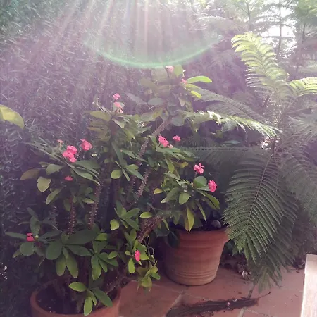 Glamour En El Arenal Holiday home *